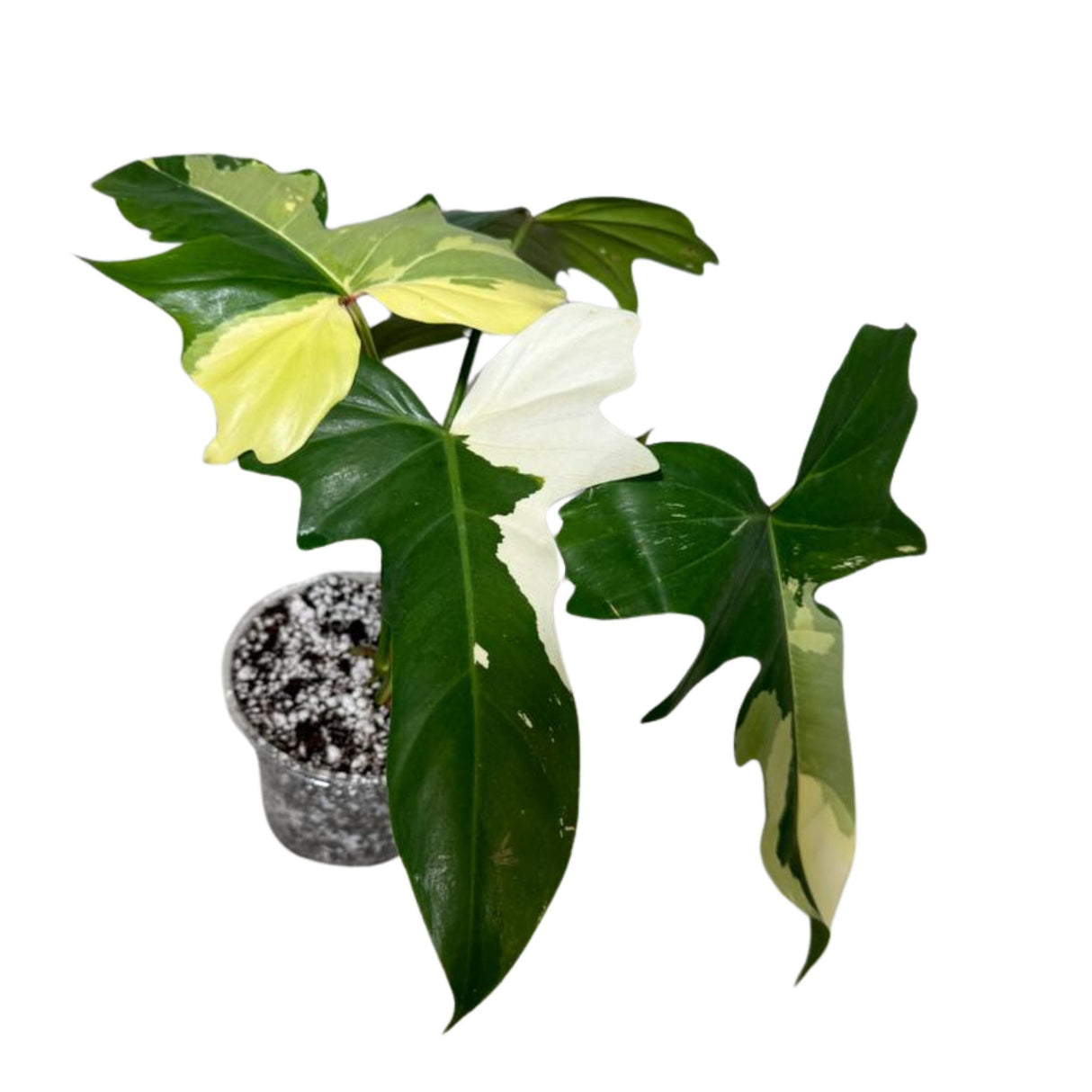 Variegated Philodendron Golden Dragon Established Plant- Collector Rare Indoor Plants - Potted Plant - EXACT SAME plant - USA Seller