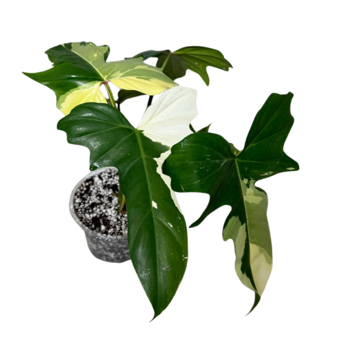 Variegated Philodendron Golden Dragon Established Plant- Collector Rare Indoor Plants - Potted Plant - EXACT SAME plant - USA Seller
