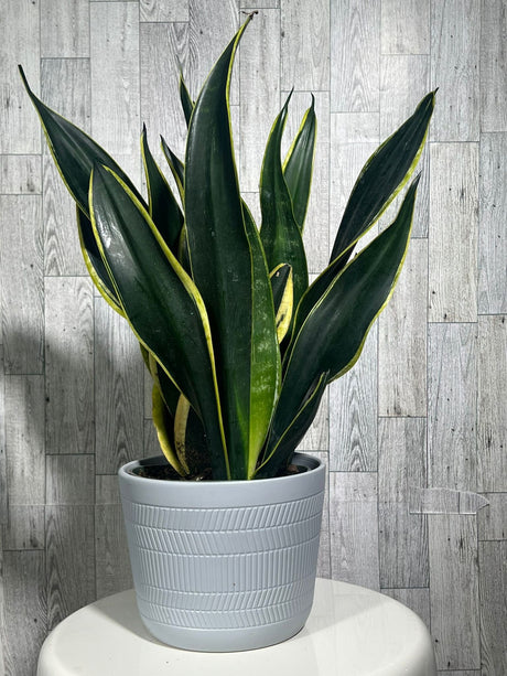 Rare Sansevieria Black Gold Snake Plant in 6” pot - Indoor Air Purifiernt - Snake Plant Laurentii - Live Houseplant - US seller