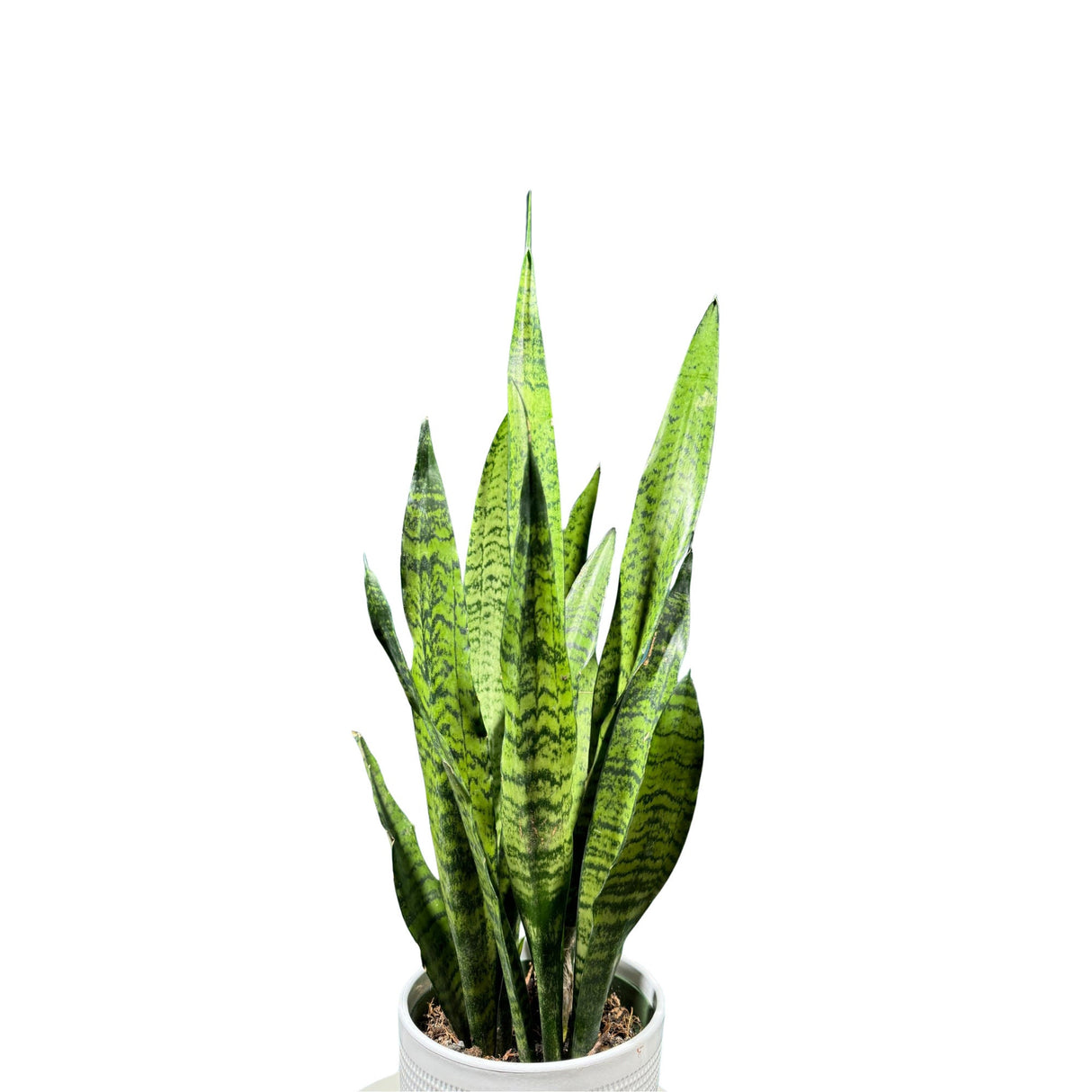 Sansevieria Zeylanica Snake Plant in 6" Nursery Pot