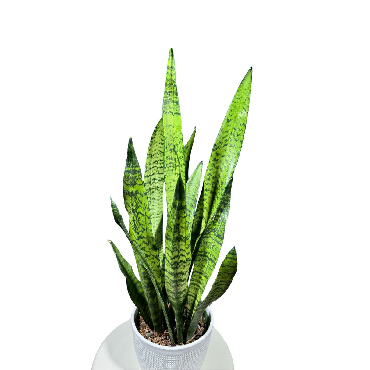 Sansevieria Zeylanica Snake Plant in 6" Nursery Pot