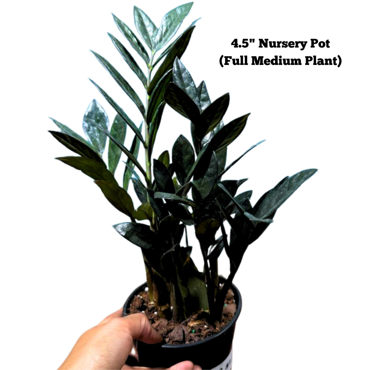 Raven ZZ plant | Indoor Live Plant | Zamioculcas Zamiifolia Raven Plant | Rare Indoor Plant | Zansibar gem | ZZ Plant