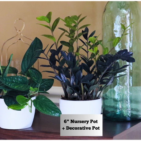 Raven ZZ plant | Indoor Live Plant | Zamioculcas Zamiifolia Raven Plant | Rare Indoor Plant | Zansibar gem | ZZ Plant