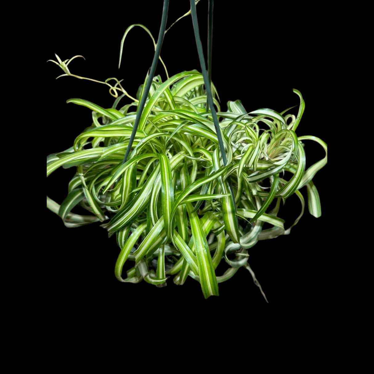 Variegated Spider Chlorophytum Bonnie in 8" Hanging Basket