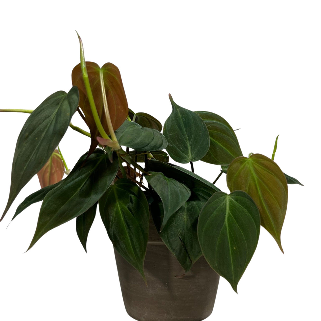 Philodendron Micans Velvet 4" Pot - Velvet Leaf - Heartleaf Philodendron - Rare Indoor Plant - Rare Hirt's - Easy Houseplant - Micans