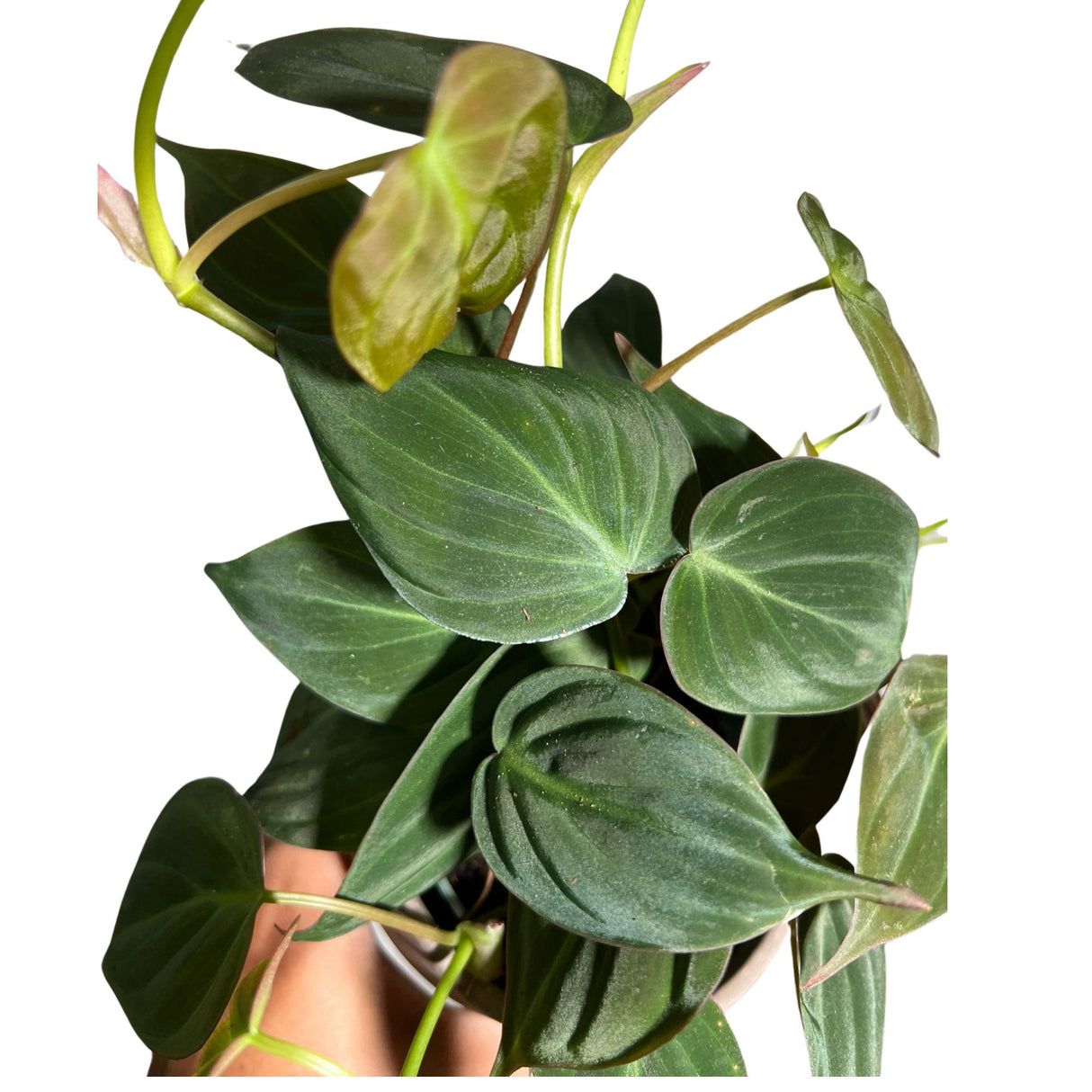 Philodendron Micans Velvet 4" Pot - Velvet Leaf - Heartleaf Philodendron - Rare Indoor Plant - Rare Hirt's - Easy Houseplant - Micans