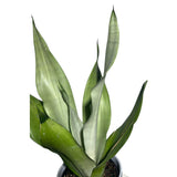 Sansevieria Moonshine in 4" Pot