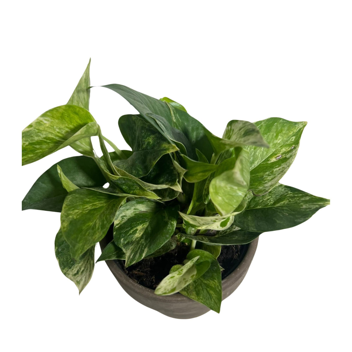 Marble Queen Pothos in a 3" Nursery Pot - Epipremnum aureum 'Marble Queen' - Variegated Pothos -  Similar PLANT as the pictures
