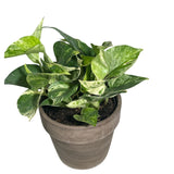Marble Queen Pothos in a 3" Nursery Pot - Epipremnum aureum 'Marble Queen' - Variegated Pothos -  Similar PLANT as the pictures