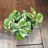 Rare N'Joy Pothos in 4" Pot- White Variegated Indoor Vines - Low light plant Houseplant- Similar PLANT as the pictures