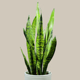 Snake Plant in Nursery Pot