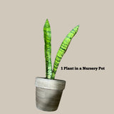 Snake Plant in Nursery Pot