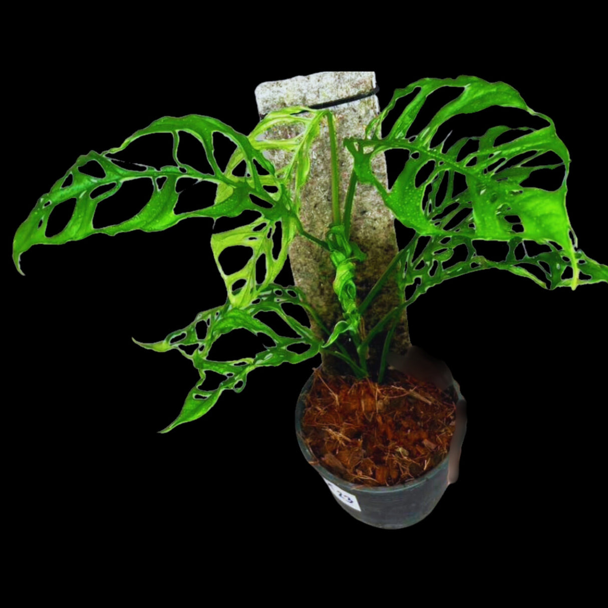 Monstera Obliqua Peru Cuttings | Live rare houseplants | Window-Leaf Monstera | EXACT same Cutting - US Seller