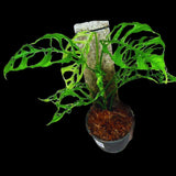 Monstera Obliqua Peru Cuttings | Live rare houseplants | Window-Leaf Monstera | EXACT same Cutting - US Seller