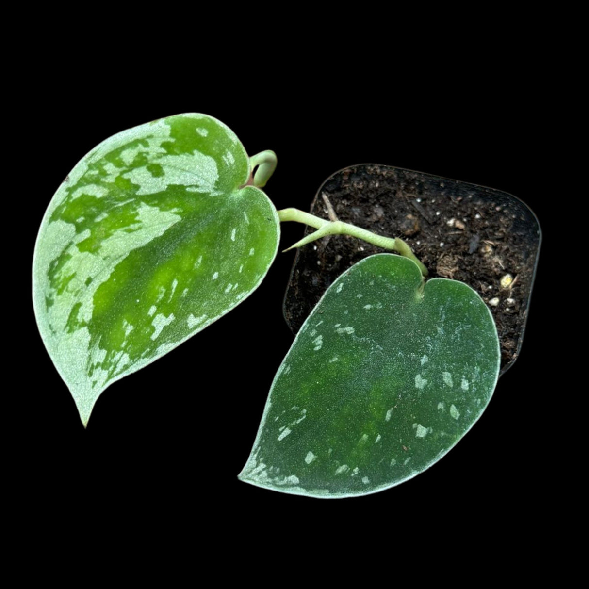 Silver Pothos in a 2" nursery pot - Silver Pothos starter plant - Scindapsus pictus 'Argyraeus' - Low light pothos for indoor