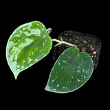 Silver Pothos in a 2" nursery pot - Silver Pothos starter plant - Scindapsus pictus 'Argyraeus' - Low light pothos for indoor