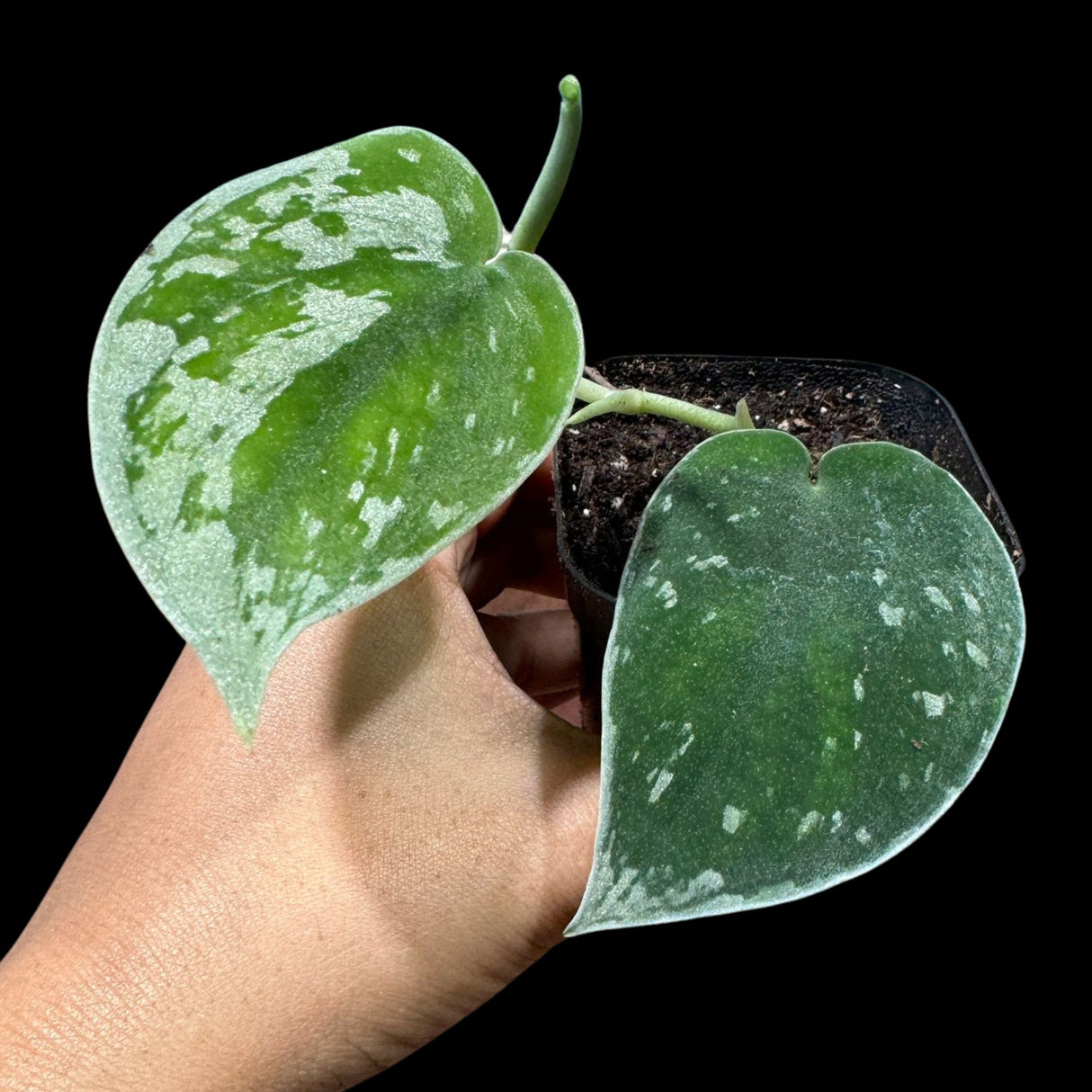Silver Pothos in a 2" nursery pot - Silver Pothos starter plant - Scindapsus pictus 'Argyraeus' - Low light pothos for indoor