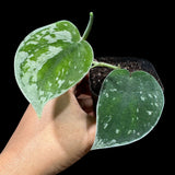 Silver Pothos in a 2" nursery pot - Silver Pothos starter plant - Scindapsus pictus 'Argyraeus' - Low light pothos for indoor