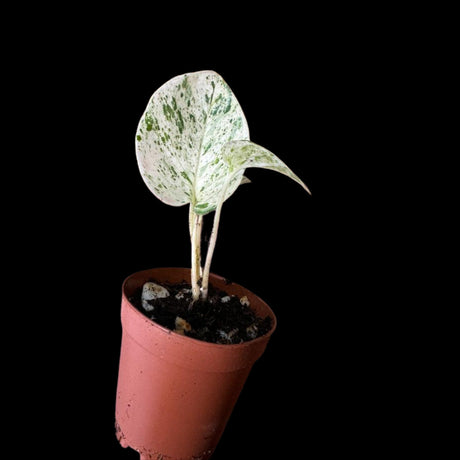 Snow Queen Pothos Single Starter plant in a 1.5" Pot - Epipremnum aureum 'Snow Queen' - Variegated Pothos -  Office plant, Gift plant