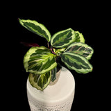 Calathea Shine Star Plant in a 3" Pot - Indoor Plants - Easy Care Houseplant - Feathered Calathea Prayer Plant - LARGE plant