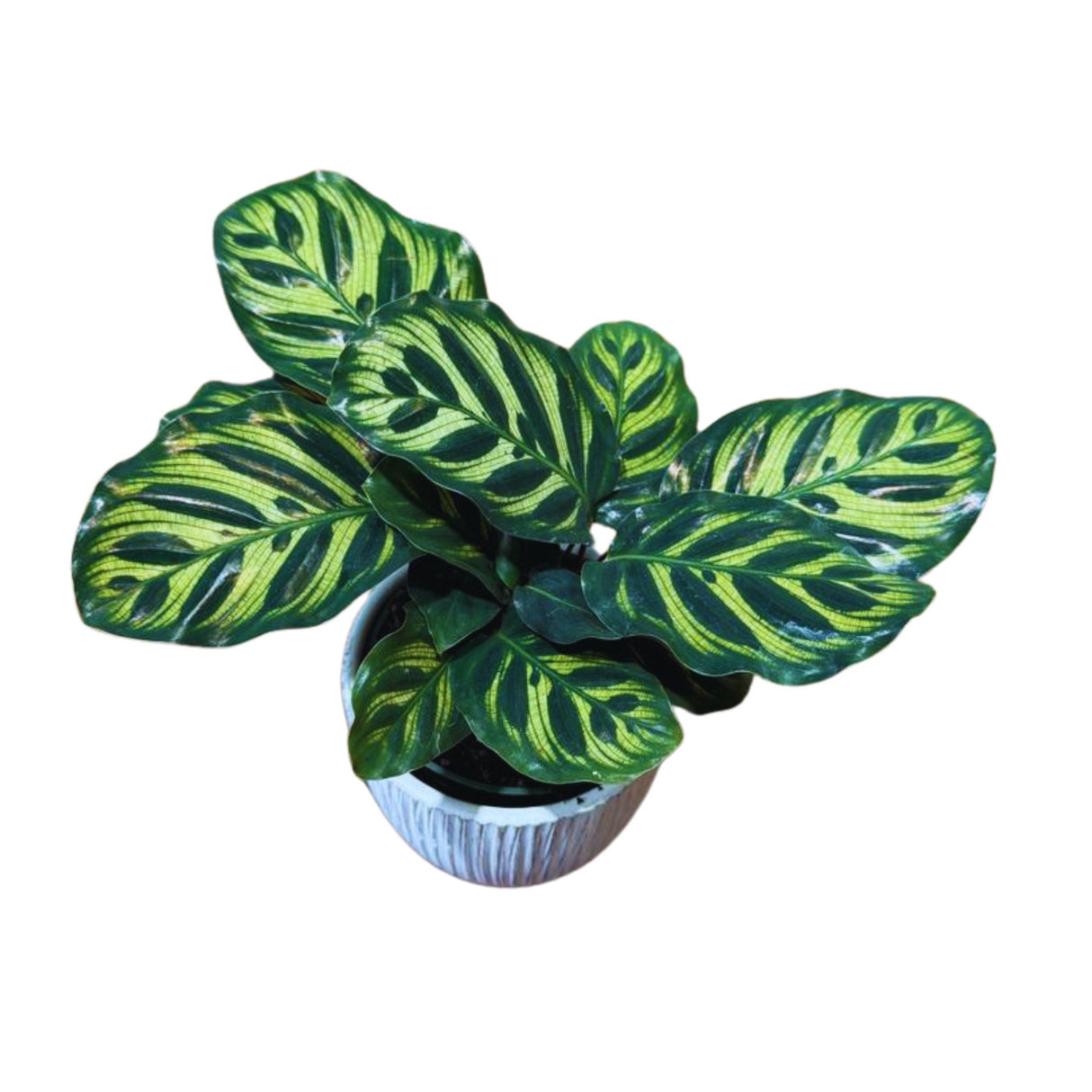Rare Calathea Makoyana Plant in a 3” Nursery Pot - Live Indoor Houseplant - Beautiful Peacock Calathea - Air Purifier Plant