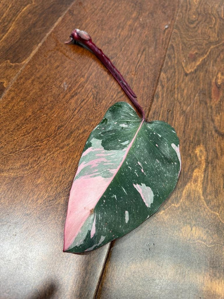 Variegated Philodendron Pink Princess Marble Cut - Indoor Houseplant - Rare Collector Plant - Live Plant - Beginners Plant - US Seller