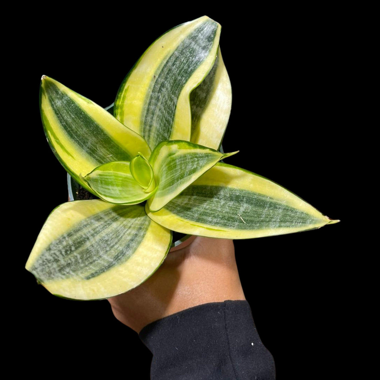 Rare Sansevieria Gold Star in 3” pot - Mini Snake Plant- Live Houseplant - Air Purifying Plant - Yellow Snake Plant