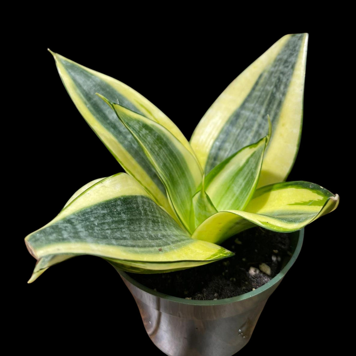 Rare Sansevieria Gold Star in 3” pot - Mini Snake Plant- Live Houseplant - Air Purifying Plant - Yellow Snake Plant