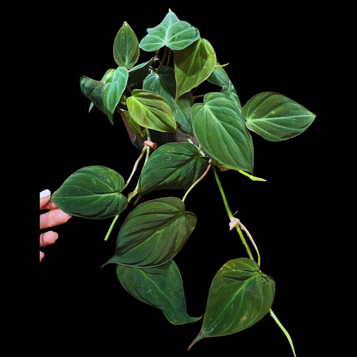Philodendron Micans Velvet 4" Pot -Velvet Leaf-Heartleaf Philodendron-Rare Indoor Plant-Rare Hirt's - Easy Houseplant