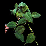 Philodendron Micans Velvet 4" Pot -Velvet Leaf-Heartleaf Philodendron-Rare Indoor Plant-Rare Hirt's - Easy Houseplant
