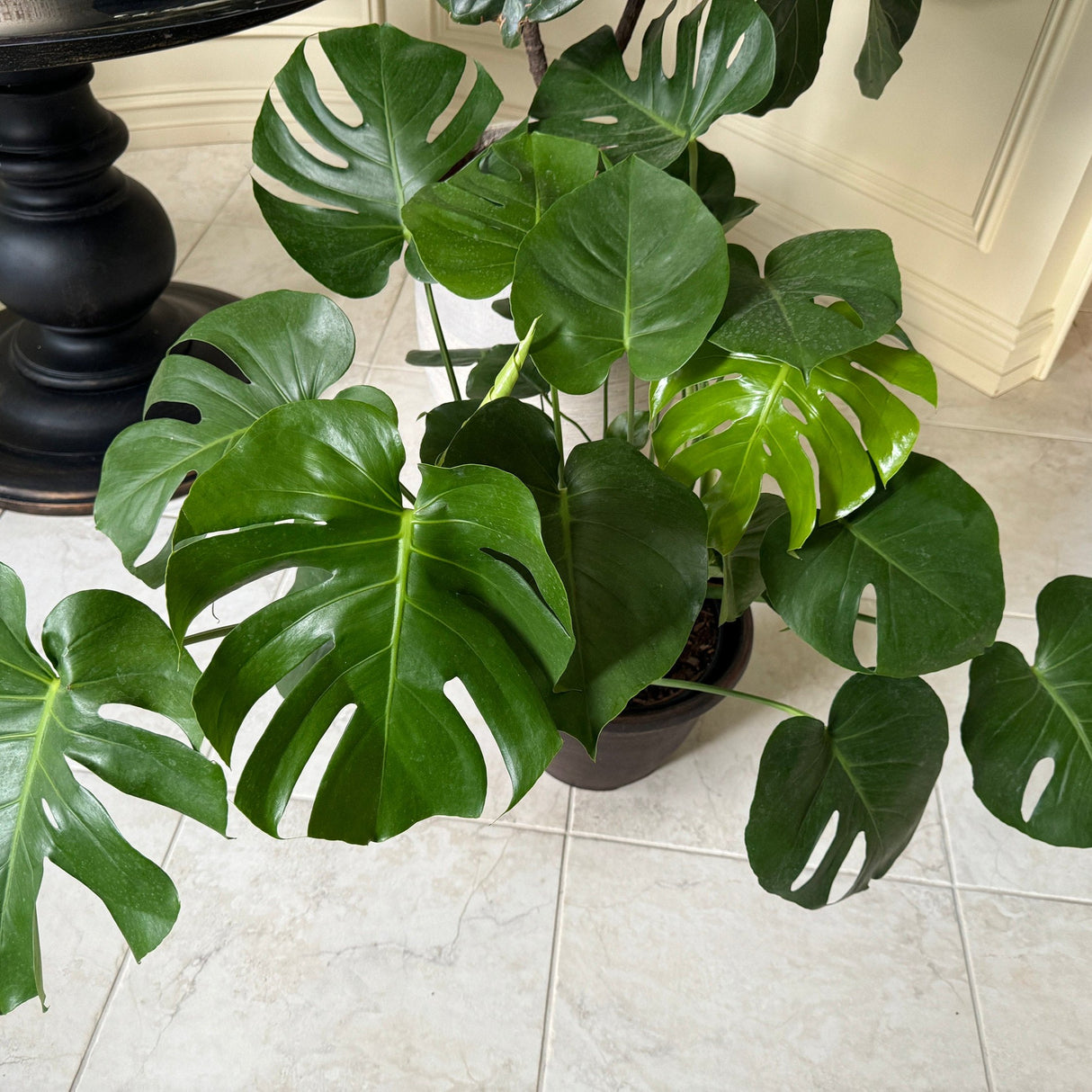 Monstera Deliciousa 3 Feet Tall in a 2 Gallon pot