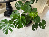 Monstera Deliciousa in a 2 gallon pot. Huge 3 feet wide mature plant. Low light large plant for indoors.