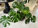 Monstera Deliciousa in a 2 gallon pot. Huge 3 feet wide mature plant. Low light large plant for indoors.