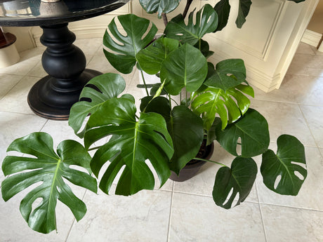 Monstera Deliciousa in a 2 gallon pot. Huge 3 feet wide mature plant. Low light large plant for indoors.