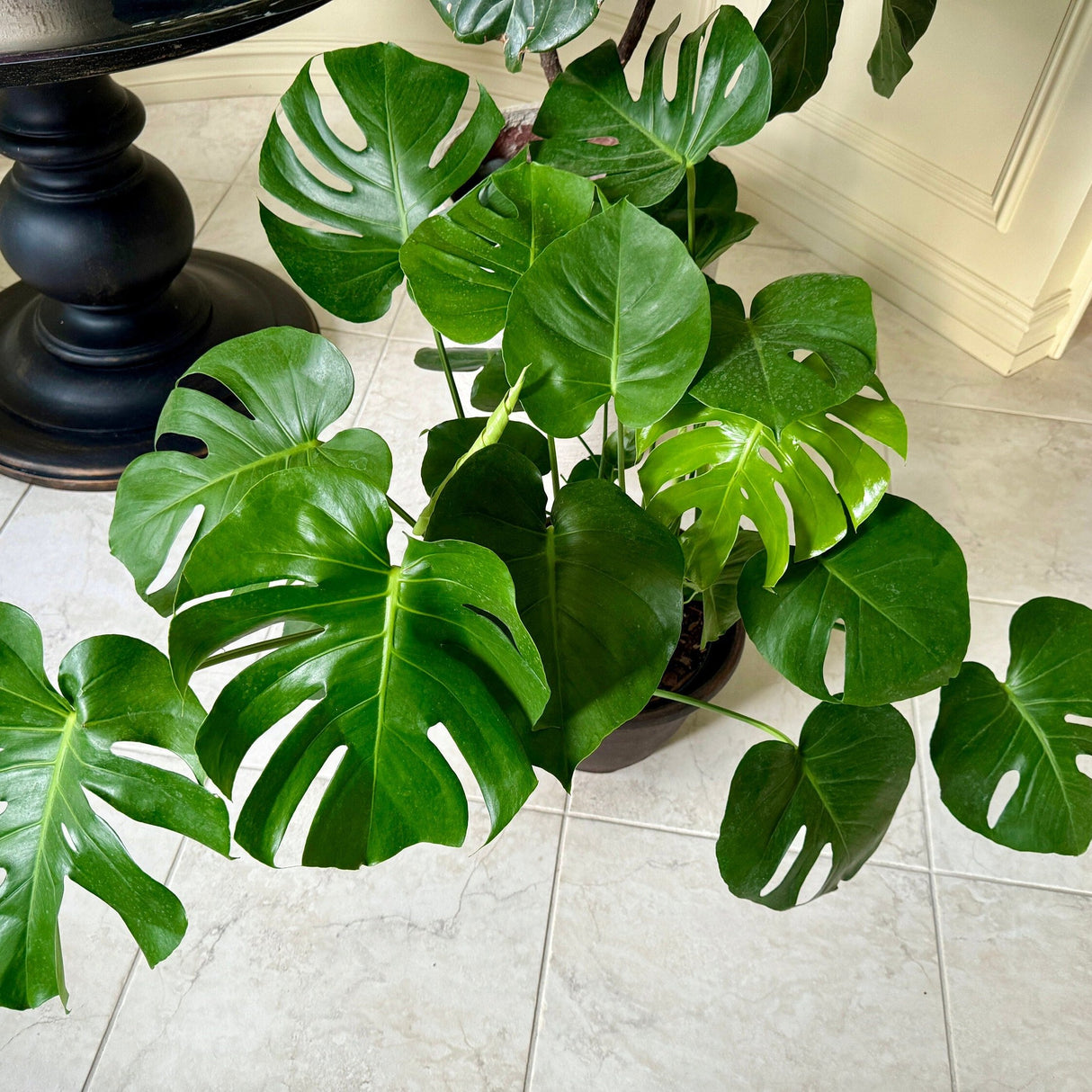 Monstera Deliciousa 3 Feet Tall in a 2 Gallon pot