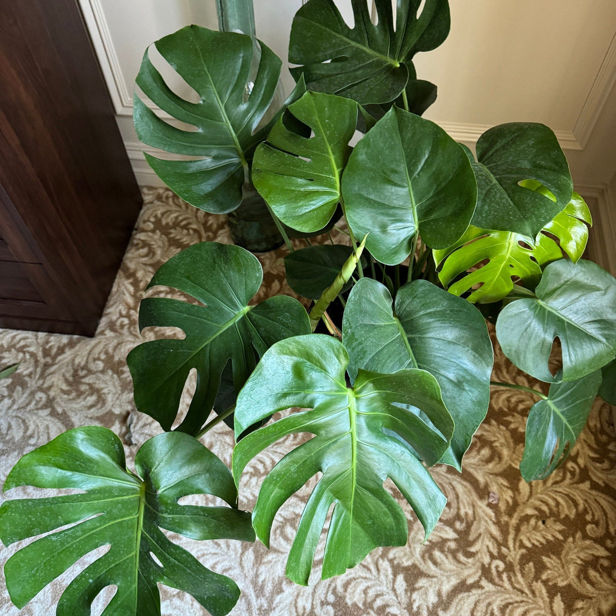 Monstera Deliciousa 3 Feet Tall in a 2 Gallon pot