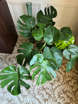 Monstera Deliciousa in a 2 gallon pot. Huge 3 feet wide mature plant. Low light large plant for indoors.