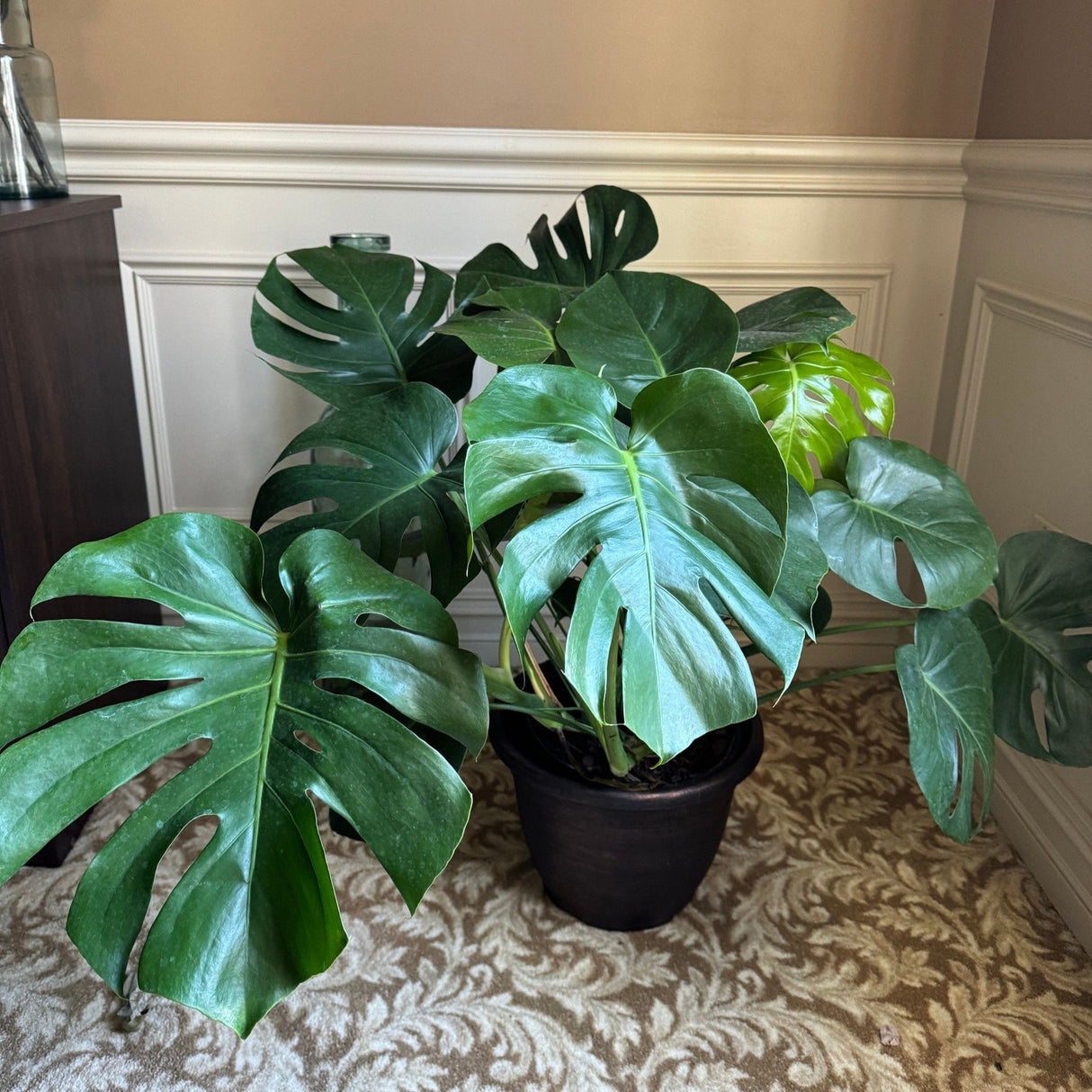 Monstera Deliciousa 3 Feet Tall in a 2 Gallon pot