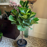 Fiddle Leaf Fig Tree 4.5 Feet Tall in 2 Gallon Pot