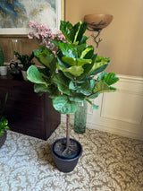 Fiddle Leaf Fig Tree 4.5 Feet Tall in 2 Gallon Pot - Tall indoor house plant - Low light indoor tall tree