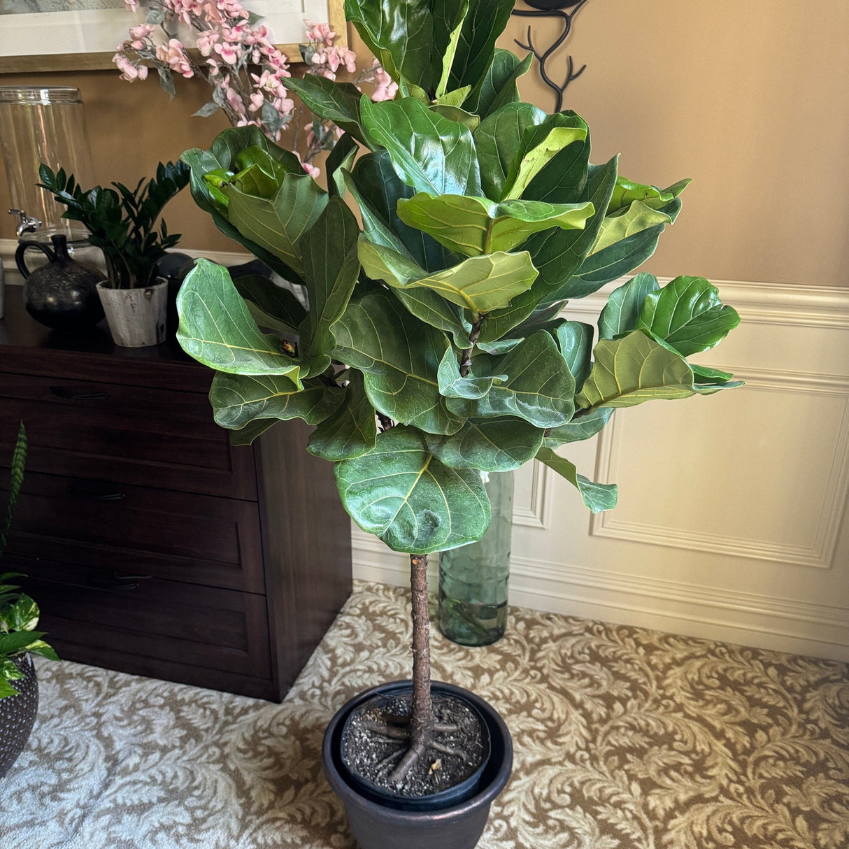 Fiddle Leaf Fig Tree 4.5 Feet Tall in 2 Gallon Pot