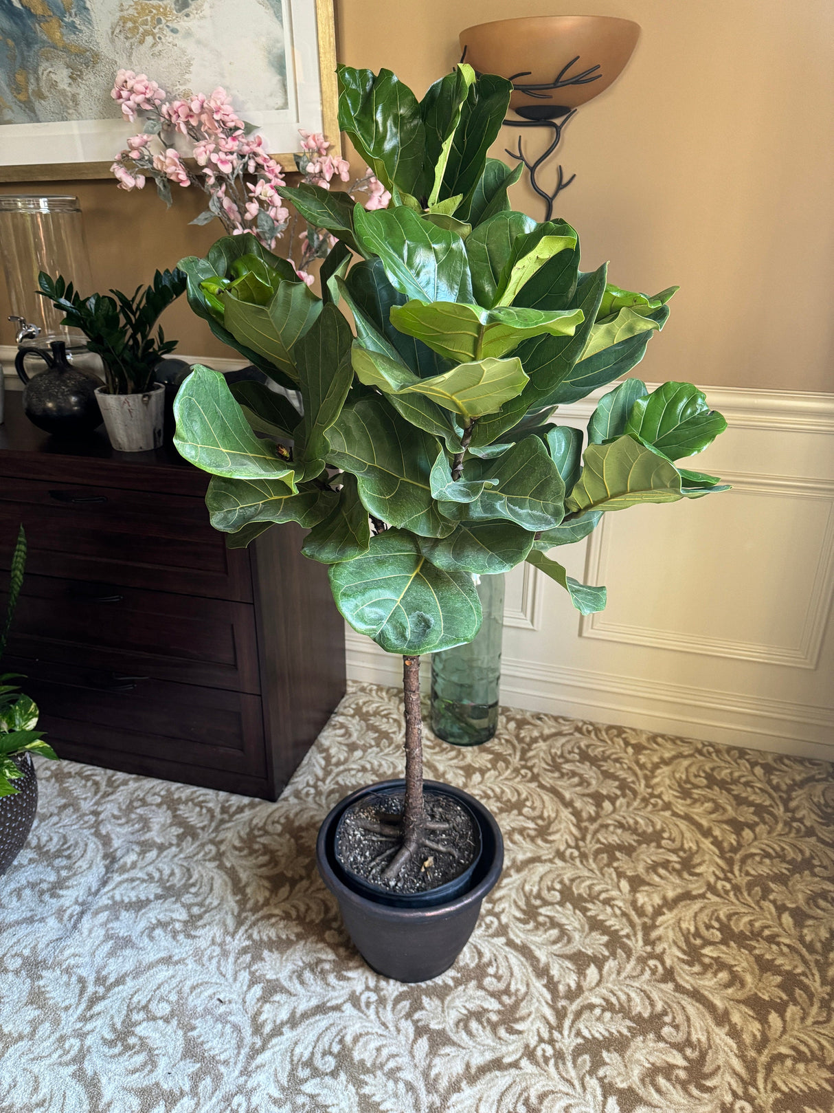 Fiddle Leaf Fig Tree 4.5 Feet Tall in 2 Gallon Pot - Tall indoor house plant - Low light indoor tall tree