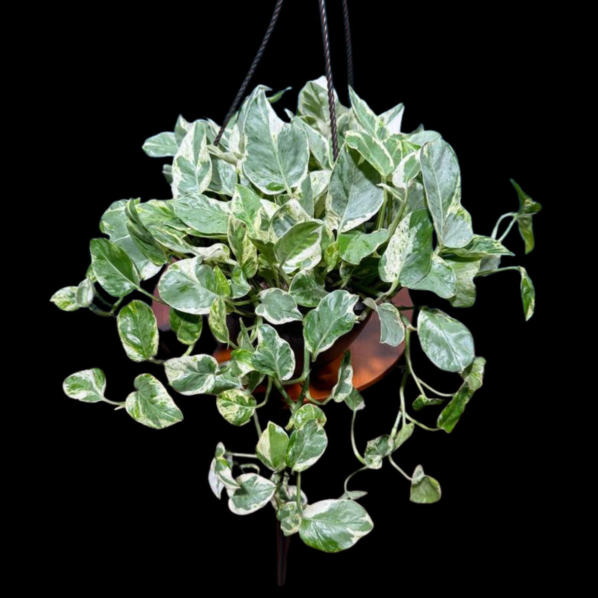 N'joy Pothos Plant in a 8" Hanging Basket