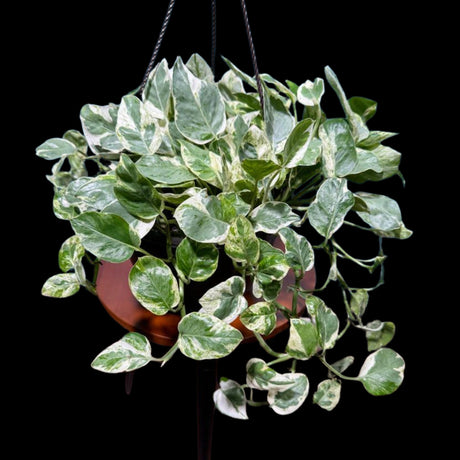 N'joy Pothos Plant in a 8" Hanging Basket