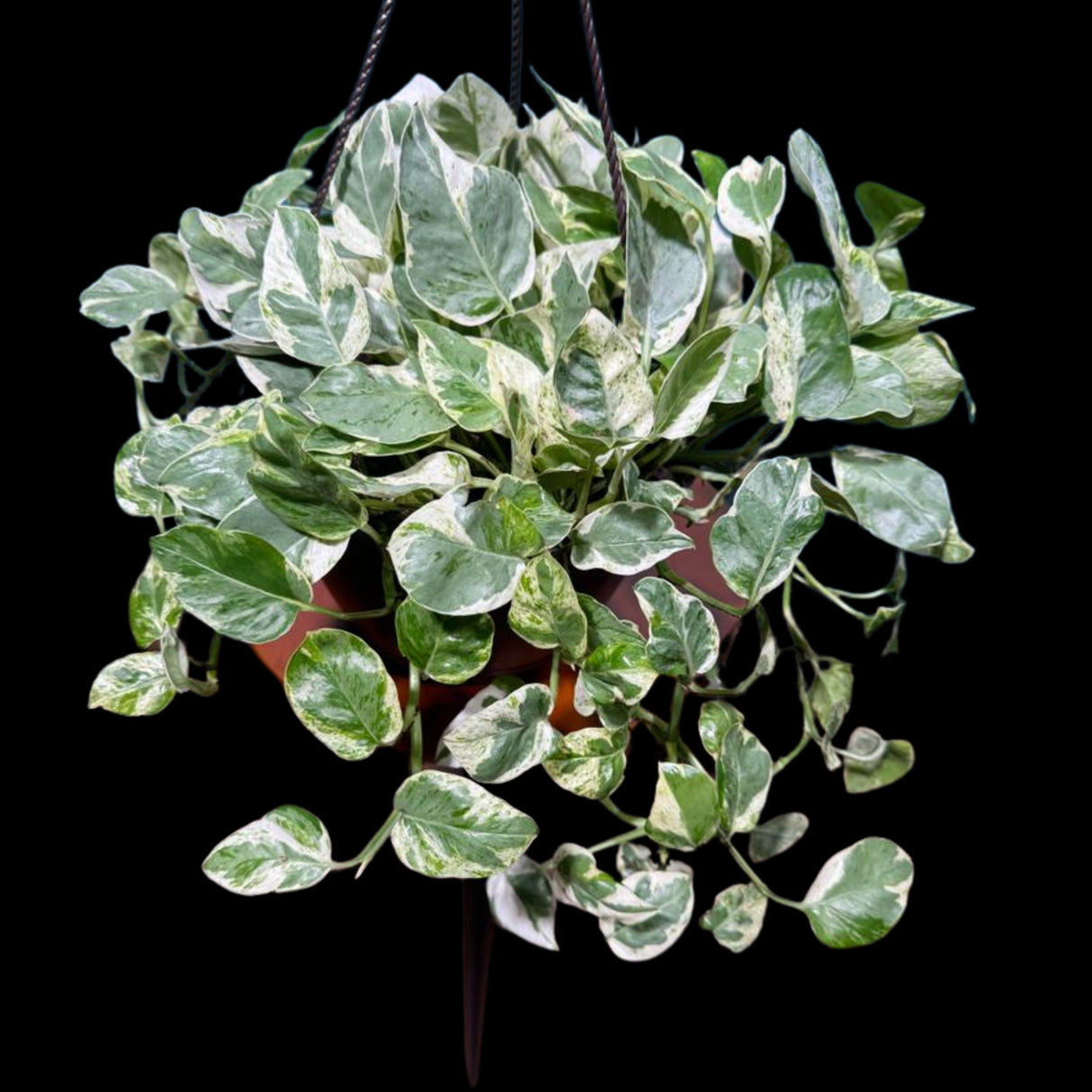 N'joy Pothos Plant in a 8" Hanging Basket