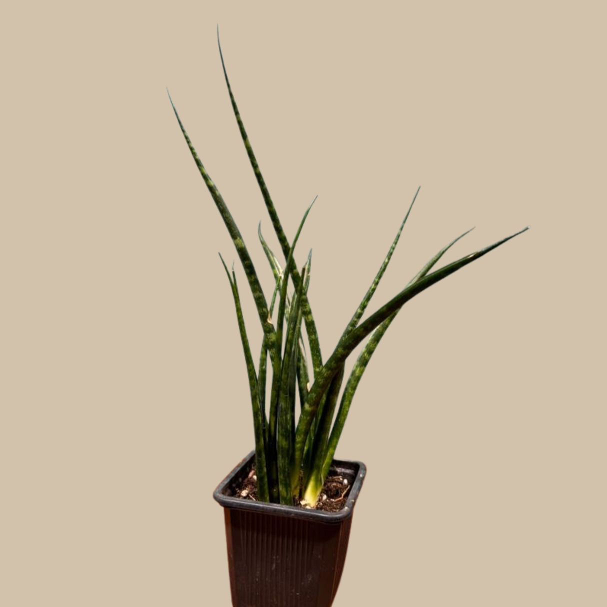 Live Fernwood Mikado Snake Plant in 2” pot - Indoor Easy Care Low Maintenance Low Light Succulent - Live Office Plant - Easy Plant For Kids