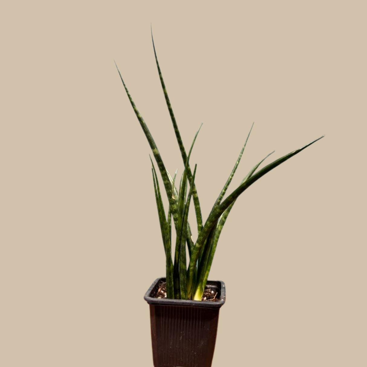 Live Fernwood Mikado Snake Plant in 2” pot - Indoor Easy Care Low Maintenance Low Light Succulent - Live Office Plant - Easy Plant For Kids