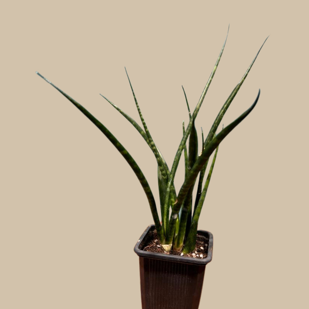 Live Fernwood Mikado Snake Plant in 2” pot - Indoor Easy Care Low Maintenance Low Light Succulent - Live Office Plant - Easy Plant For Kids