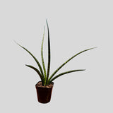 Rare Fernwood Mikado Snake Plant in 1.5” pot