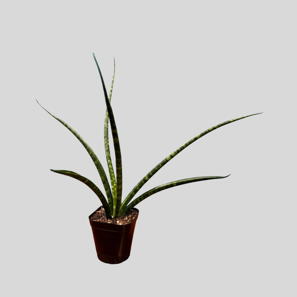 Rare Fernwood Mikado Snake Plant in 1.5” pot